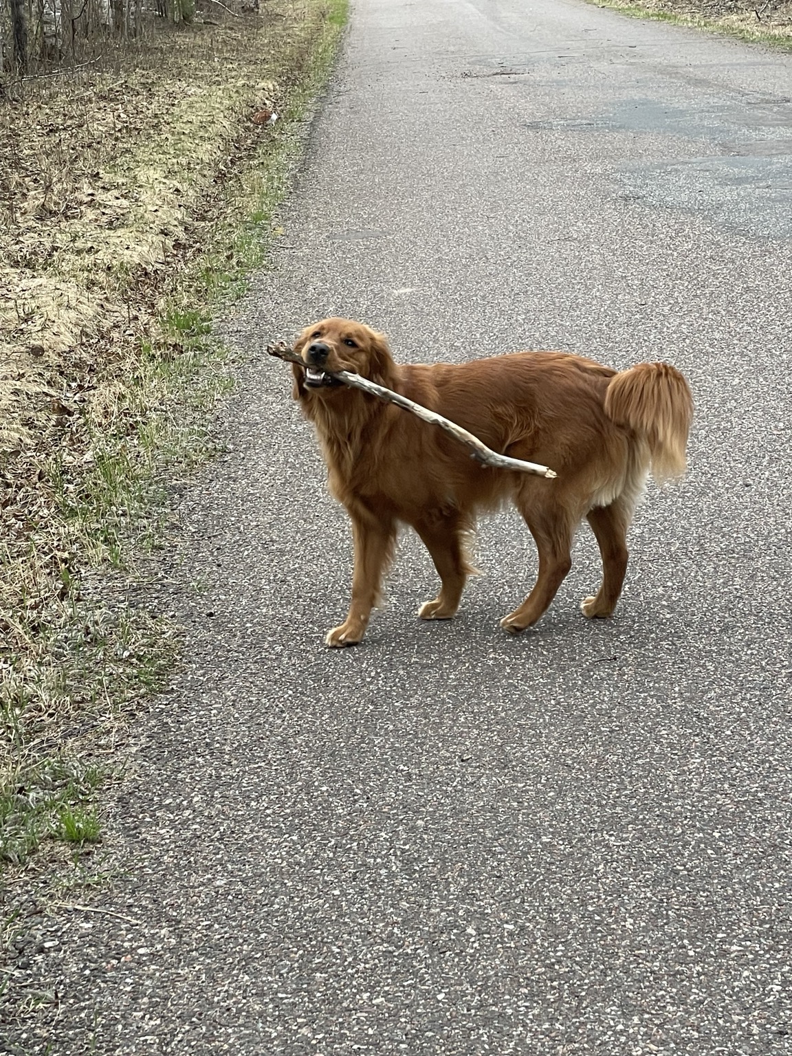 Zoe proudly carrying an enormous stick