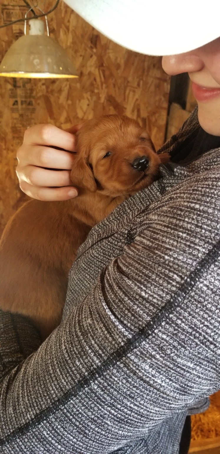 Very young Zoe being cuddled as a puppy