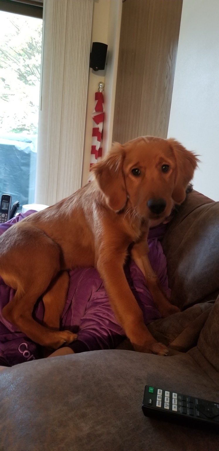 Young Zoe perched on the couch