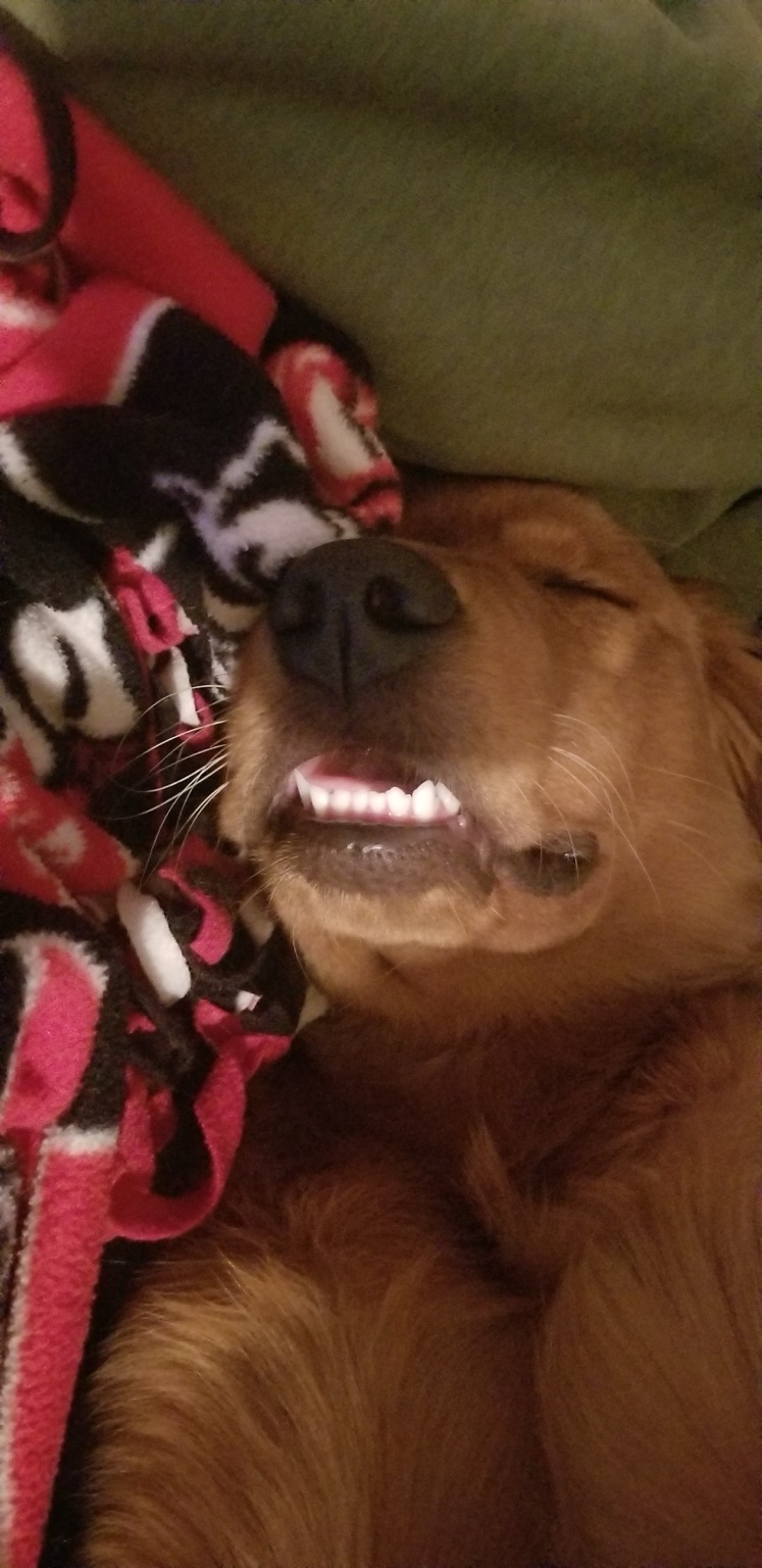 Puppy Zoe sleeping with her little teeth visible