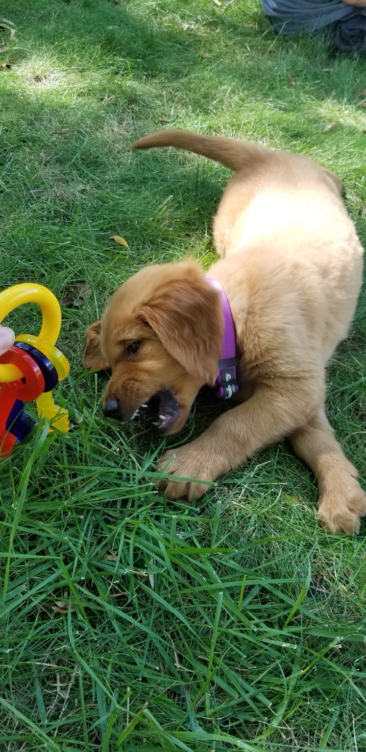 Puppy Zoe playfully biting a toy in the grass