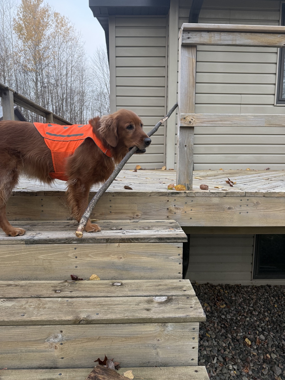 Zoe in an orange vest carrying a long stick