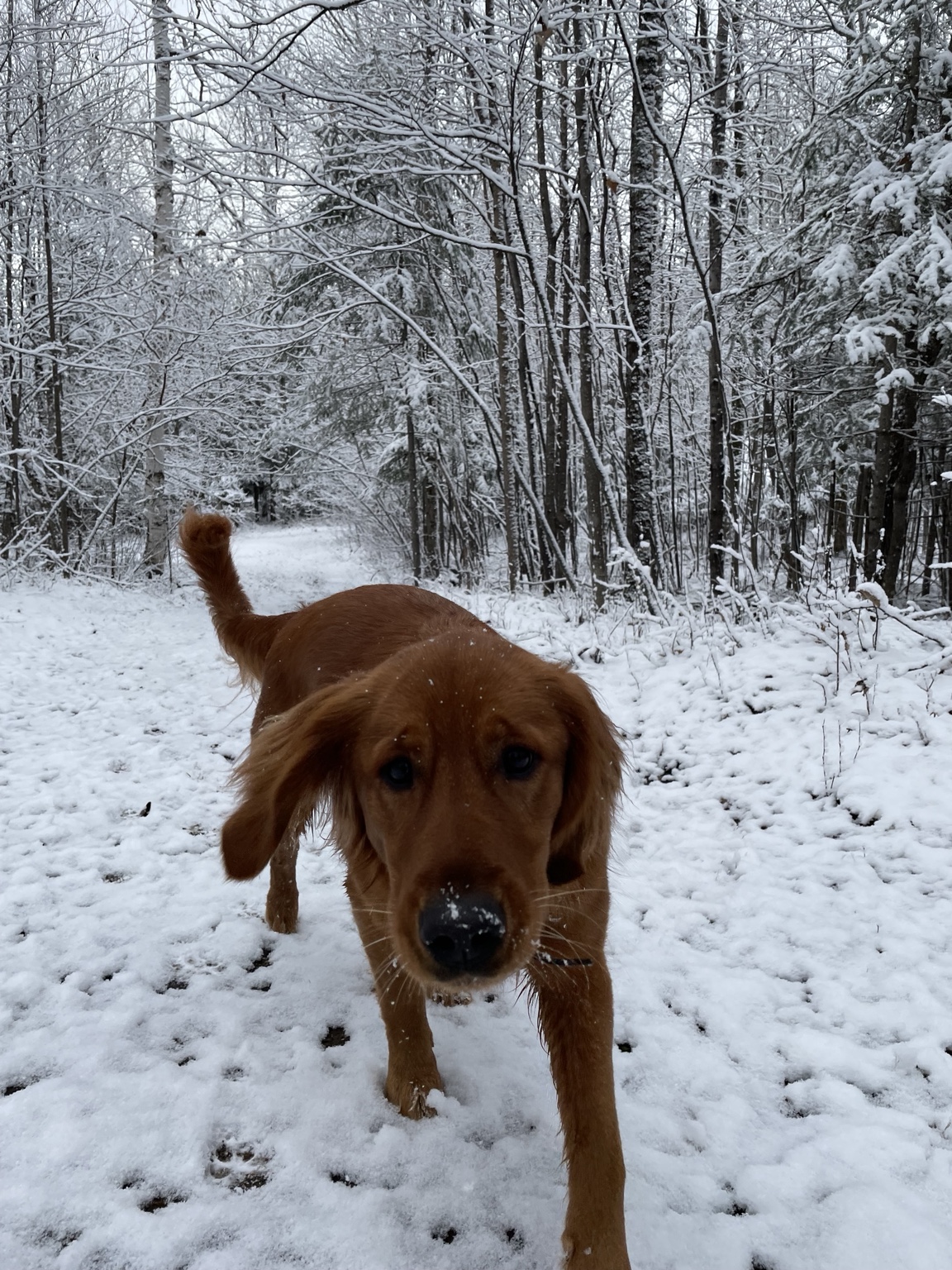 Zoe standing in a snowy woodland